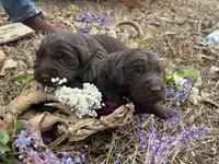 Boy Chocolate LH, a male Labrador Retriever for sale in Gray Court, SC – Photo 4 of 5