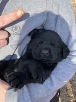 Boy Red, a male Labrador Retriever for sale in Gray Court, SC – Photo 4 of 6