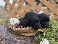 Boy Red, a male Labrador Retriever for sale in Gray Court, SC – Photo 2 of 6