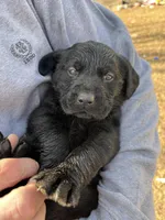 Boy Red, a male Labrador Retriever for sale in Gray Court, SC – Photo 3 of 6