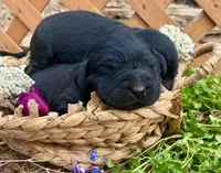 Boy Red, a male Labrador Retriever for sale in Gray Court, SC – Photo 1 of 6