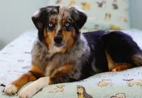 Expected litter, a  Miniature Australian Shepherd for sale in Chesapeake, VA – Photo 1 of 4