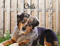 Expected litter, a  Miniature Australian Shepherd for sale in Chesapeake, VA – Photo 3 of 4