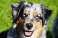 Expected litter, a  Miniature Australian Shepherd for sale in Chesapeake, VA – Photo 2 of 4