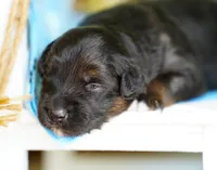 Cheyenne, a female Miniature Australian Shepherd for sale in Chesapeake, VA – 6 of 7