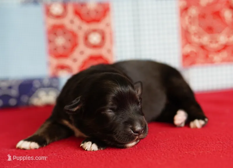 Cheyenne – Miniature Australian Shepherd puppy for sale in Chesapeake, VA