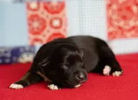 Cheyenne, a female Miniature Australian Shepherd for sale in Chesapeake, VA – Photo 1 of 4