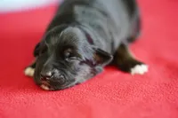 Cheyenne, a female Miniature Australian Shepherd for sale in Chesapeake, VA – Photo 4 of 4