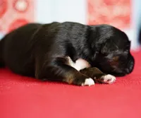 Cheyenne, a female Miniature Australian Shepherd for sale in Chesapeake, VA – Photo 2 of 4