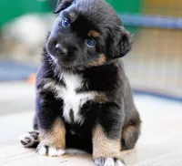Cheyenne, a female Miniature Australian Shepherd for sale in Chesapeake, VA – 2 of 7