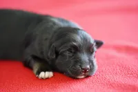 Cheyenne, a female Miniature Australian Shepherd for sale in Chesapeake, VA – Photo 3 of 4