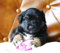 Cheyenne, a female Miniature Australian Shepherd for sale in Chesapeake, VA – 4 of 7