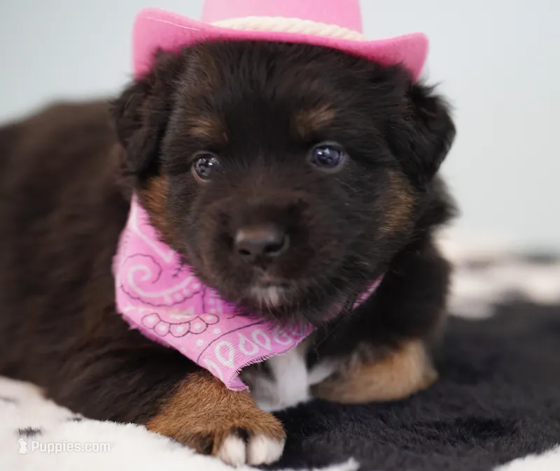 Cheyenne – Miniature Australian Shepherd puppy for sale in Chesapeake, VA