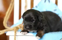 Cheyenne, a female Miniature Australian Shepherd for sale in Chesapeake, VA – 5 of 7