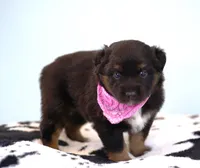 Cheyenne, a female Miniature Australian Shepherd for sale in Chesapeake, VA – 3 of 7