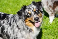 Expected litter, a  Miniature Australian Shepherd for sale in Chesapeake, VA – Photo 3 of 4