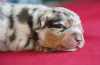 Wrangler, a male Miniature Australian Shepherd for sale in Chesapeake, VA – Photo 5 of 6