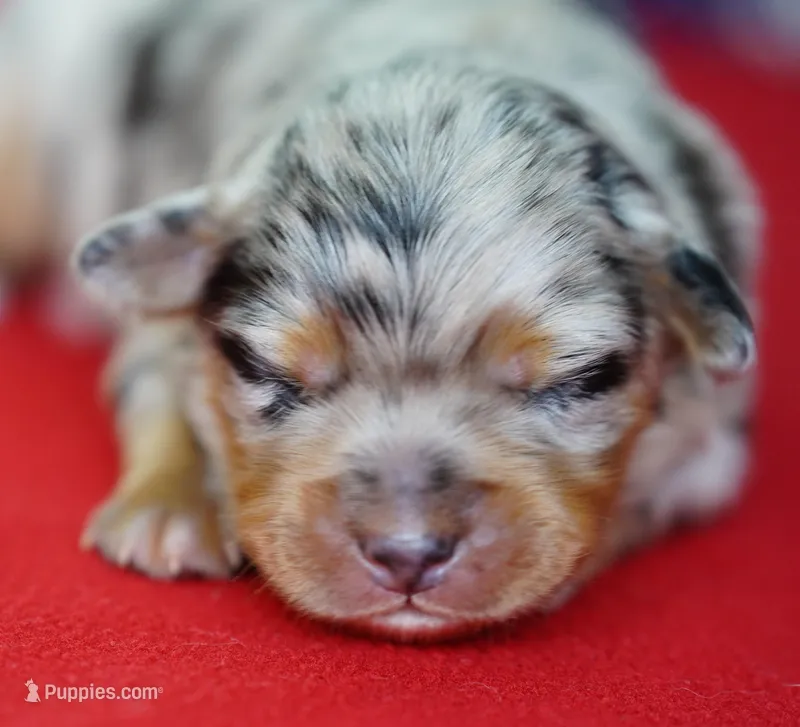 Wrangler – Miniature Australian Shepherd puppy for sale in Chesapeake, VA