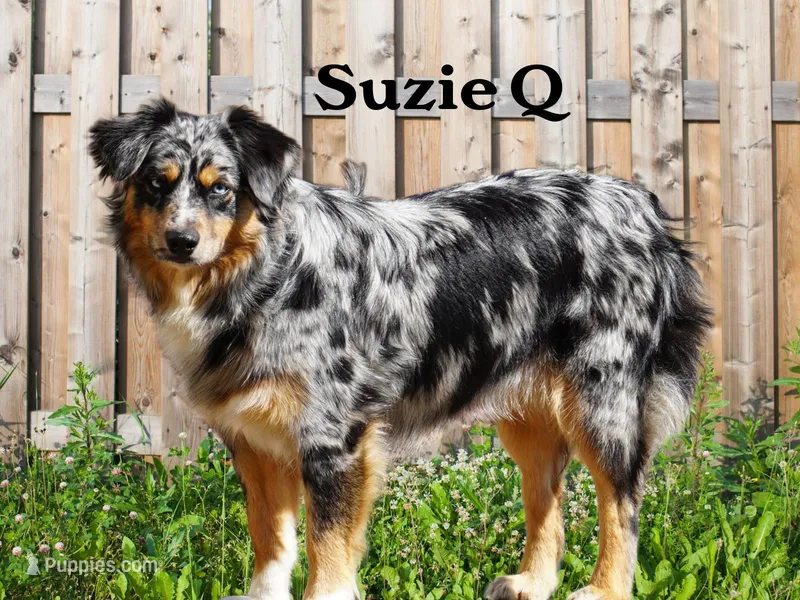 Expected litter, a  Miniature Australian Shepherd for sale in Chesapeake, VA – Photo 1 of 4