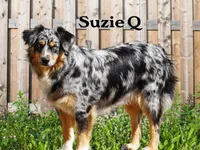 Expected litter, a  Miniature Australian Shepherd for sale in Chesapeake, VA – Photo 1 of 4