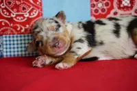 Wrangler, a male Miniature Australian Shepherd for sale in Chesapeake, VA – Photo 4 of 6