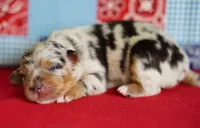 Wrangler, a male Miniature Australian Shepherd for sale in Chesapeake, VA – Photo 2 of 6