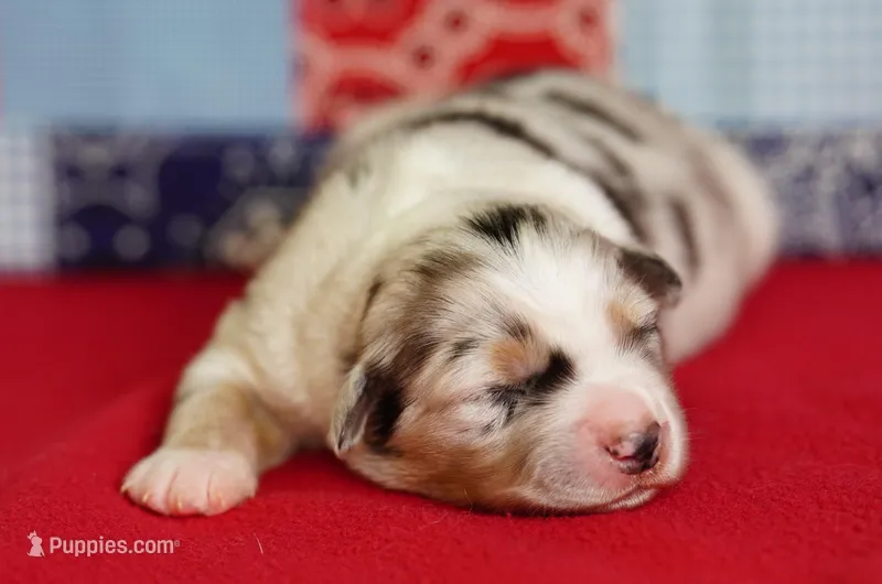 Wyatt, a male Miniature Australian Shepherd for sale in Chesapeake, VA – Photo 1 of 5