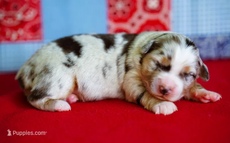 Wyatt – Miniature Australian Shepherd puppy for sale in Chesapeake, VA