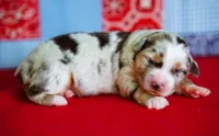 Wyatt, a male Miniature Australian Shepherd for sale in Chesapeake, VA – Photo 2 of 5