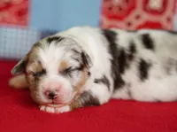 Wyatt, a male Miniature Australian Shepherd for sale in Chesapeake, VA – Photo 3 of 5