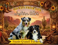 Wyatt, a male Miniature Australian Shepherd for sale in Chesapeake, VA – Photo 5 of 5