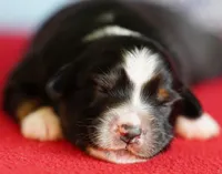 Dakota, a female Miniature Australian Shepherd for sale in Chesapeake, VA – Photo 1 of 8