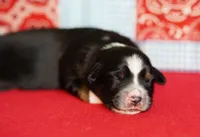 Dakota, a female Miniature Australian Shepherd for sale in Chesapeake, VA – Photo 2 of 8