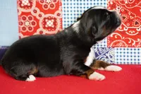 Dakota, a female Miniature Australian Shepherd for sale in Chesapeake, VA – Photo 6 of 8