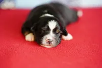 Dakota, a female Miniature Australian Shepherd for sale in Chesapeake, VA – Photo 4 of 8