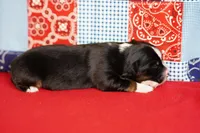 Dakota, a female Miniature Australian Shepherd for sale in Chesapeake, VA – Photo 5 of 8