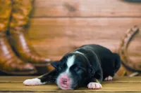 Dakota, a female Miniature Australian Shepherd for sale in Chesapeake, VA – Photo 7 of 8