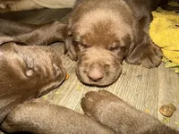Qui Gon Gin, a male Labrador Retriever for sale in Charleston, WV – 5 of 5
