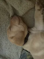 Finn, a male Labrador Retriever for sale in Charleston, WV – 4 of 5