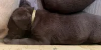Chewbacca, a male Labrador Retriever for sale in Charleston, WV – 4 of 4
