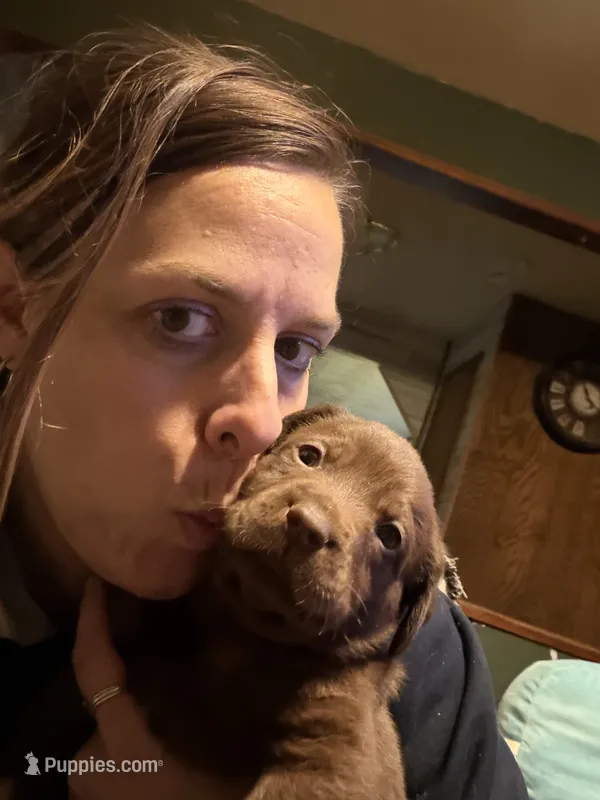 Han Solo – Labrador Retriever puppy for sale in Charleston, WV