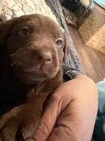 Star Wars Puppy, a male Labrador Retriever for sale in Charleston, WV – 5 of 10