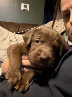 Mace Windu, a male Labrador Retriever for sale in Charleston, WV – 2 of 5