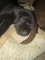 Vader, a male Labrador Retriever for sale in Charleston, WV – 5 of 6
