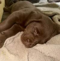 Han Solo, a male Labrador Retriever for sale in Charleston, WV – 5 of 6