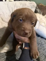 Star Wars Puppy, a male Labrador Retriever for sale in Charleston, WV – 8 of 10