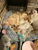 Finn, a male Labrador Retriever for sale in Charleston, WV – 2 of 5