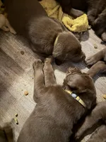 Chewbacca, a male Labrador Retriever for sale in Charleston, WV – 3 of 4