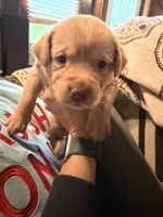 Star Wars Puppy, a male Labrador Retriever for sale in Charleston, WV – 2 of 10