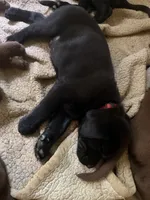 Vader, a male Labrador Retriever for sale in Charleston, WV – 6 of 6